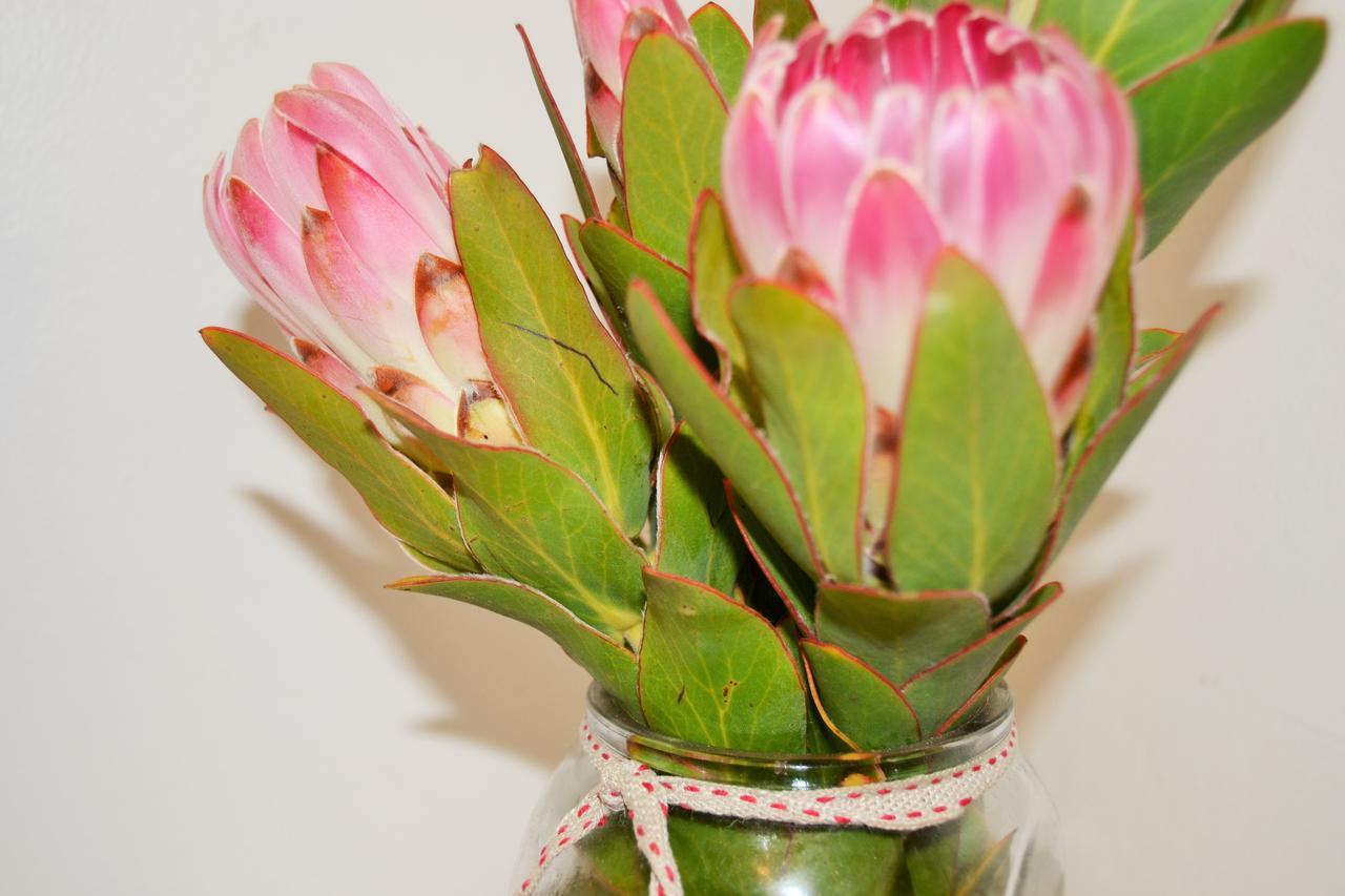 Agulhas Heights Self-Catering Cottages מראה חיצוני תמונה